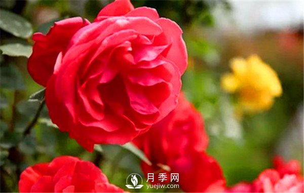 初春月季要修剪，介绍4个方法给你！(图1)