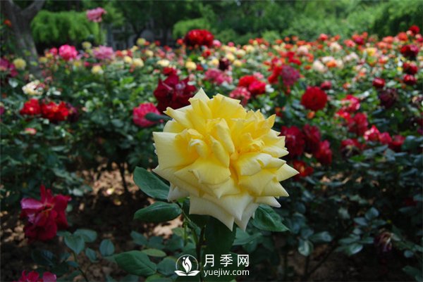 月季花籽能种吗-月季花种子怎样催芽(图1)