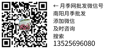联系月季网(图1)