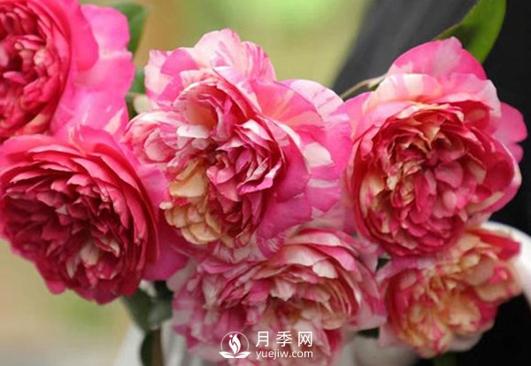 如何辨认玫瑰花是否染色？月季网告诉你如何选择？(图1)