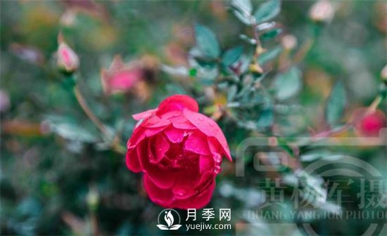 红艳娇美的月季花，四季常开，绚丽的花朵非常美(图1)