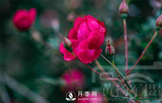 红艳娇美的月季花，四季常开，绚丽的花朵非常美(图2)