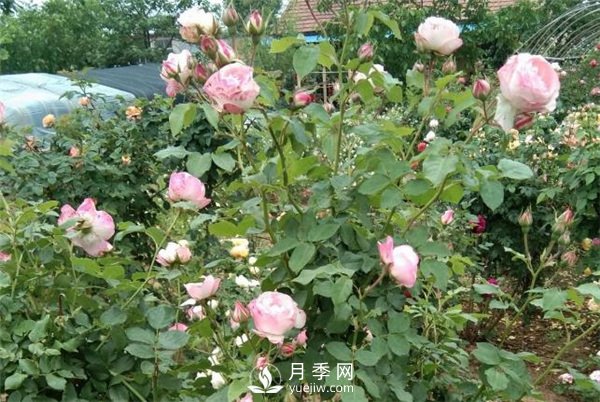 花友都喜欢的月季品种，龙沙宝石，适合做月季花门(图1)