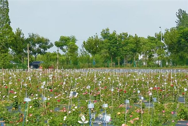 天狼月季，始终走在育种路上(图2)