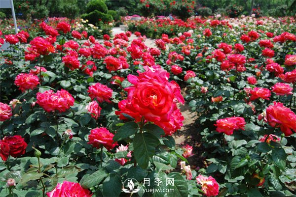 城市绿化带内为何喜欢种植月季花？(图1)