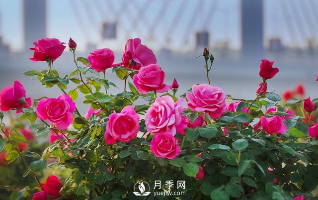 以花为媒——南阳月季享誉四海(图2)