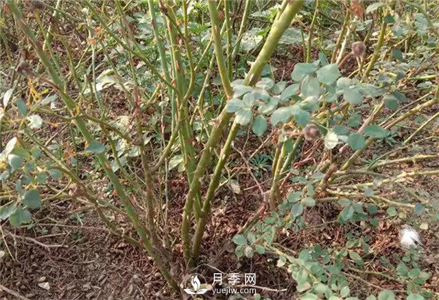 月季苗价格多少一棵？南阳月季种植基地报价(图3)