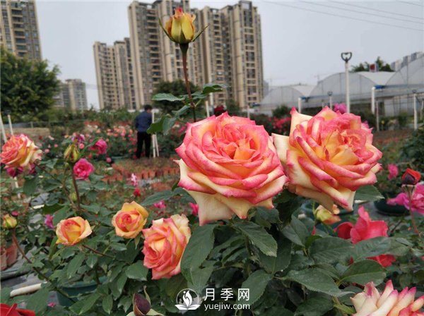 月季开花多更健壮，***重要是养好根系，5招迅速壮根(图1)