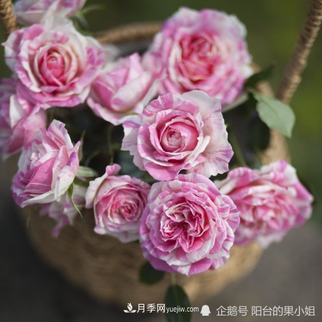 条纹系的月季，你***爱哪一种(图8)
