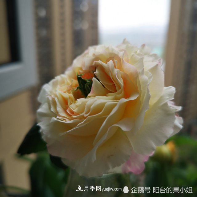 条纹系的月季，你***爱哪一种(图4)