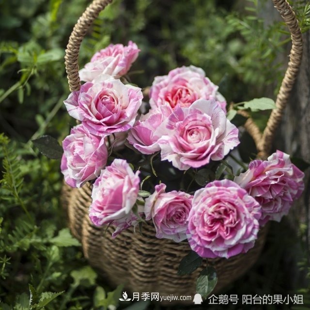 条纹系的月季，你***爱哪一种(图9)