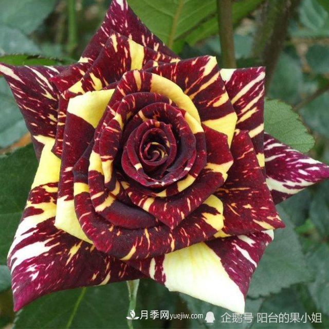 条纹系的月季，你***爱哪一种(图11)