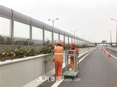 杭州市35万株高架月季花进入冬季修剪期(图1)