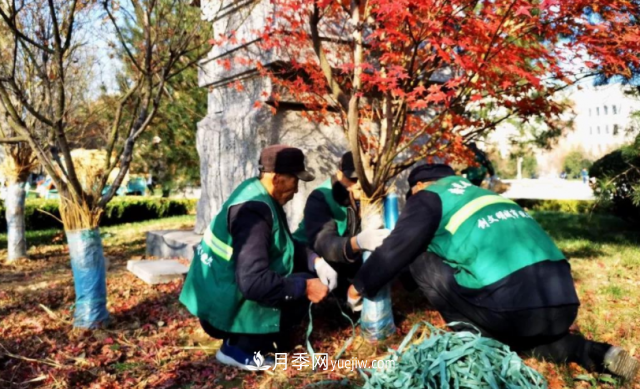 苗木防寒，老苗木人都会疏忽的地方要注意(图2)