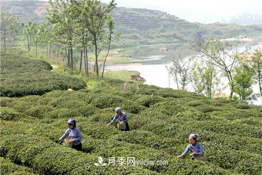 南阳桐柏:科技助力茶乡再添茶香(图1) 南阳桐柏:科技助力茶乡再添茶香(图1)