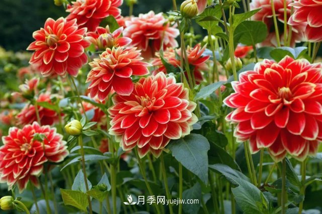 2021，十二生肖的运势，养什么花***旺？(图5)