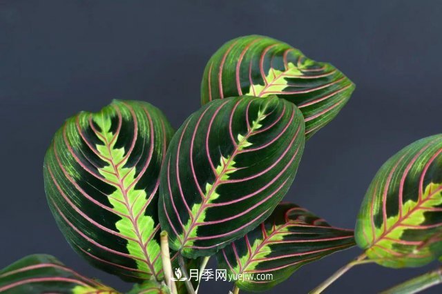 2021，十二生肖的运势，养什么花***旺？(图3)