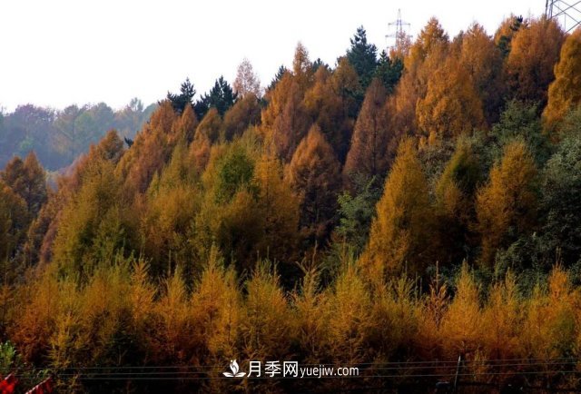 十九届五中全会顺利召开，这些树种大有前景(图1)