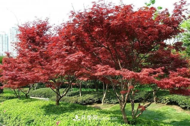 十九届五中全会顺利召开，这些树种大有前景(图5)