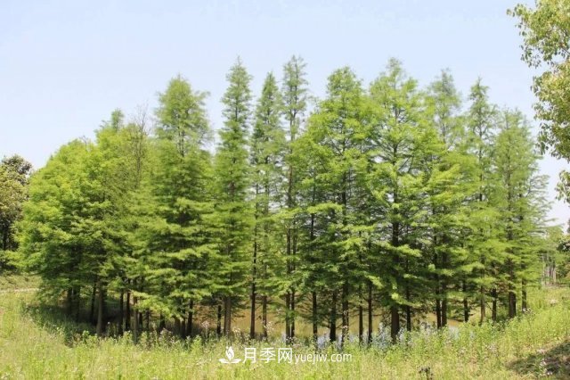 十九届五中全会顺利召开，这些树种大有前景(图3)