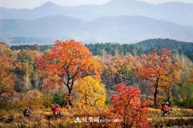 十九届五中全会顺利召开，这些树种大有前景(图2)