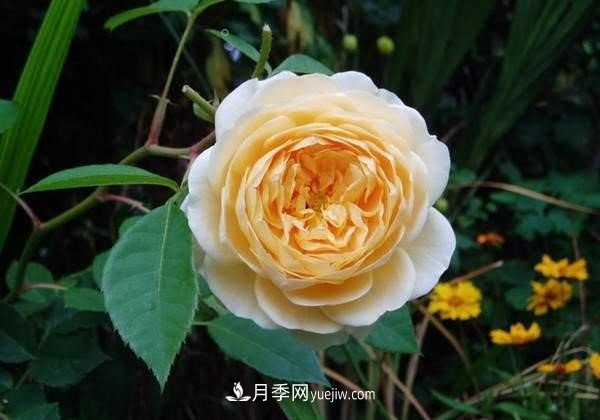月季花这样养，记住这些诀窍，开花红艳艳(图1)
