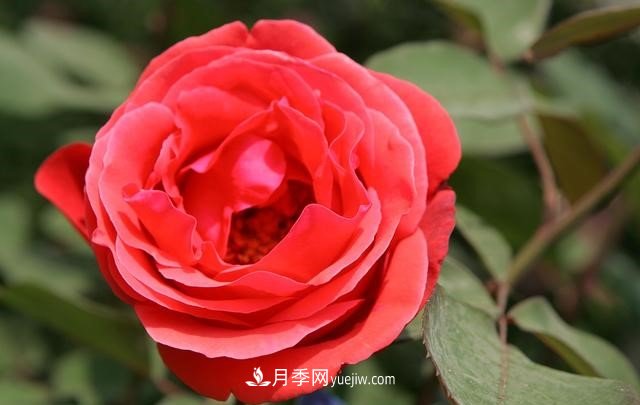 月季花这样养，记住这些诀窍，开花红艳艳(图3)