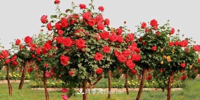 月季花能在什么树上嫁接(图3)