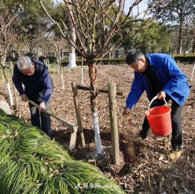 杭州月季“修养身息”，来年春天更加明艳(图3)