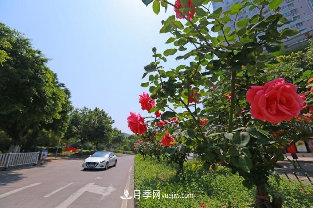 浙江玉环：绿化月季盛开 扮靓城市美景(图3)