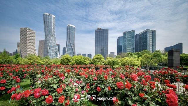 浙江杭州：钱江新城近千株月季盛开阳台(图3)