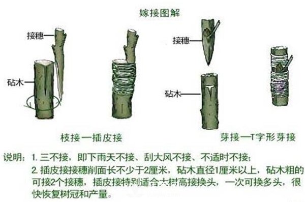 南阳月季扦插苗和嫁接苗的区别(图4)