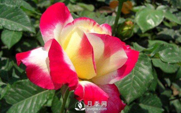 要想盆栽月季花养得好，做好这5点很实用(图1)