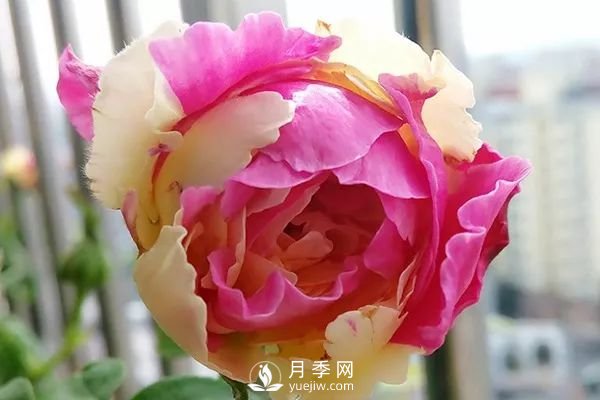 风月月季开花较勤的一款月季花(图1)