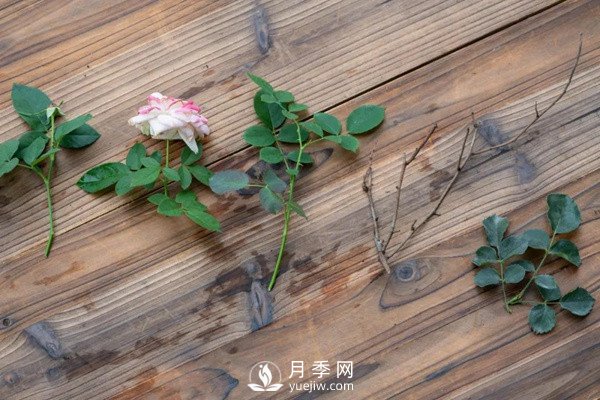 月季花后修剪怎么做？这样做才能开爆(图3)