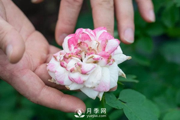 月季花后修剪怎么做？这样做才能开爆(图1)