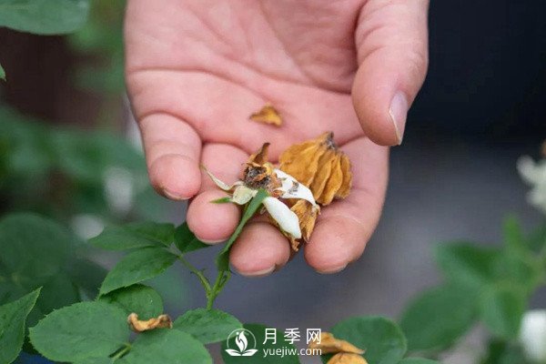 月季花后修剪怎么做？这样做才能开爆(图2)