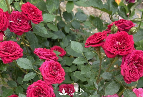 月季花怎么能开更多的花？(图1)