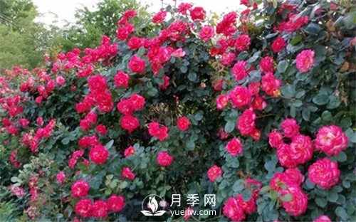 花魂月季品种介绍(图1)