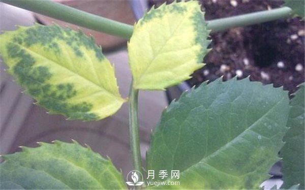 月季黄叶，干枯的几大原因，您中招了吗？(图1)