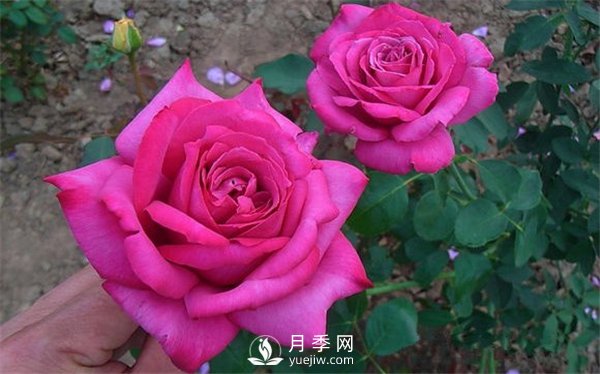 月季养成法：月季花怎么养，怎么从小苗养大开花(图1)