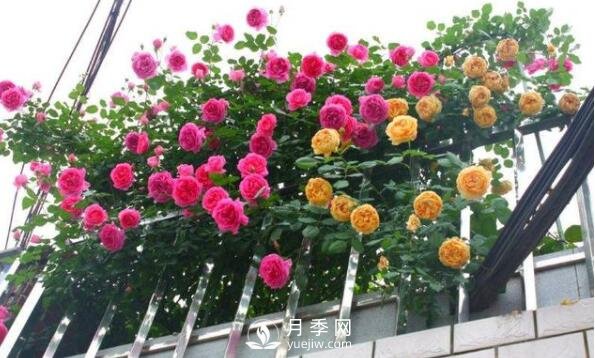 230平露天阳台如何改造成月季花园(图1)
