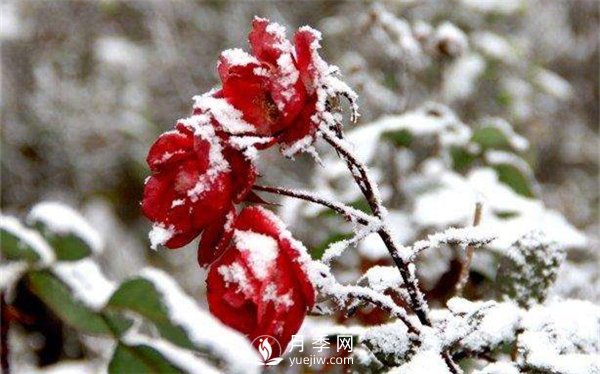 盆栽月季花如何过冬(图1)