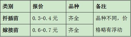 南阳月季小苗批发价格-月季嫁接苗扦插苗报价！(图2)