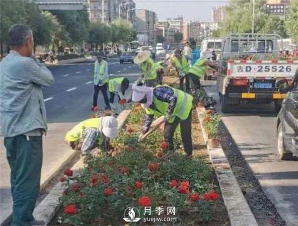 辽源城市大街变身月季大道(图1)