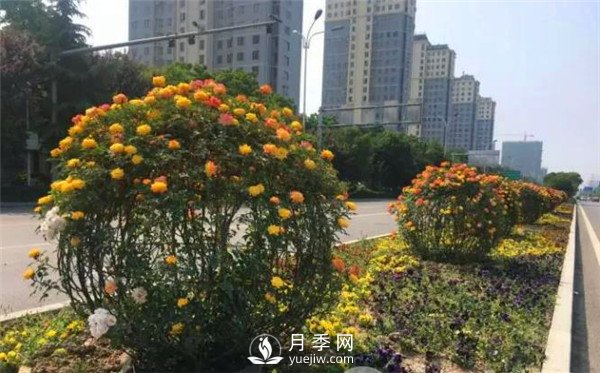 月季花球在城市绿化中的运用(图3)