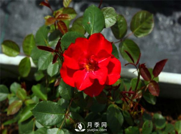 杭州高架“网红月季花”都有那些品种？(图3)