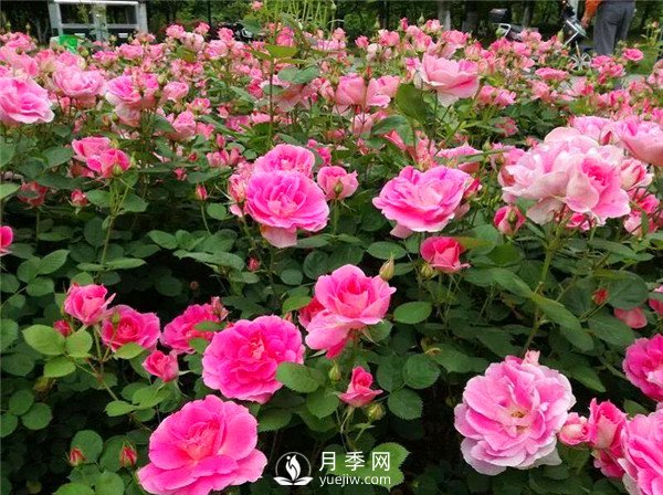 杭州高架“网红月季花”都有那些品种？(图5)