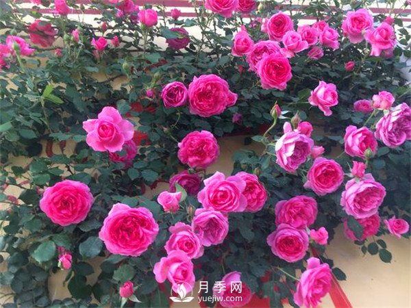 杭州高架“网红月季花”都有那些品种？(图7)
