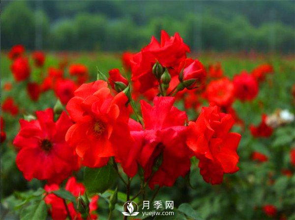 杭州高架“网红月季花”都有那些品种？(图2)